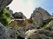 Cima Alben (2020 m) in periplo dal Passo della crocetta il 26 luglio 2020- FOTOGALLERY